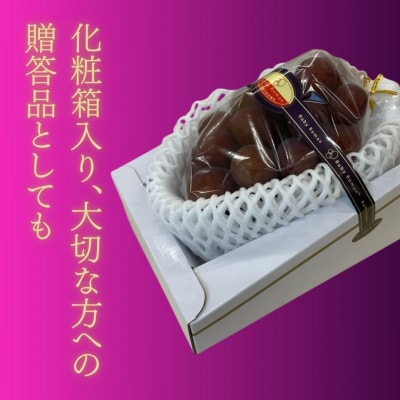 2026年 先行予約 大粒ぶどう ルビーロマン 贈答用 1房 600g~800g 石川県産ブドウ