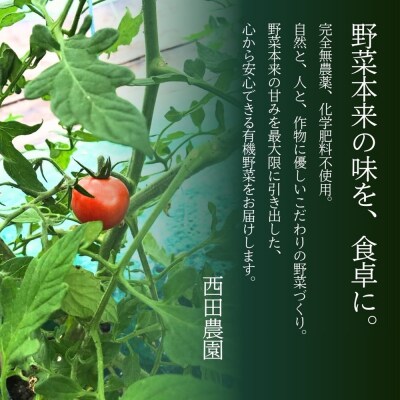 【先行予約】小松市産 ミニトマト 1.2kg プチトマト 西田農園のトマト