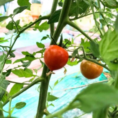 【先行予約】小松市産 ミニトマト 1.2kg プチトマト 西田農園のトマト