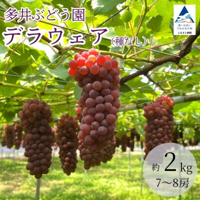 【令和9年産先行予約】種なしぶどう デラウェア 2kg(7～8房) 小松市産ブドウ 多井ぶどう園