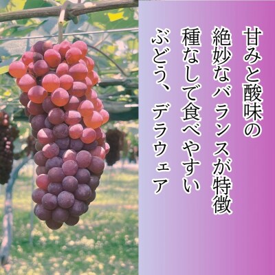 種なしぶどう デラウェア 2kg(7～8房) 小松市産ブドウ 多井ぶどう園