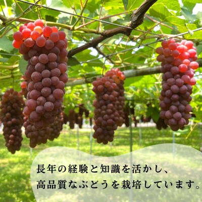 【令和9年産先行予約】種なしぶどう デラウェア 2kg(7～8房) 小松市産ブドウ 多井ぶどう園