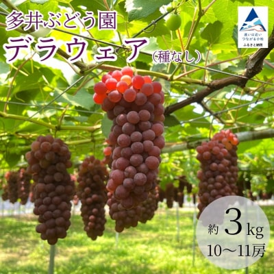 2026年先行予約 種なしぶどう デラウェア 3kg(10～11房) 小松市産ブドウ 多井ぶどう園