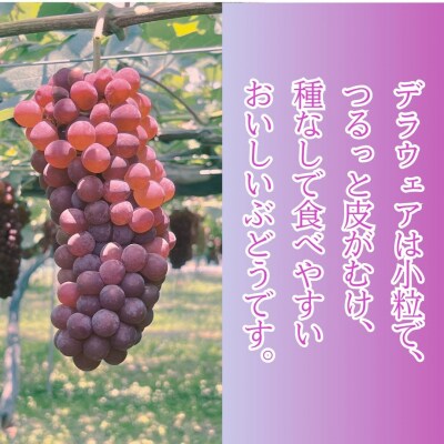 【先行予約】 種なしぶどう デラウェア 2kg(8～9房) 小松市産ブドウ 大音師ぶどう園