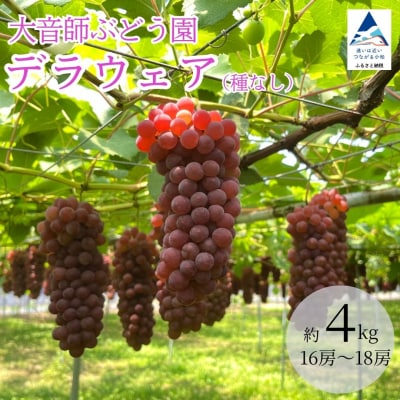 種なしぶどう デラウェア 2kg×2 計4kg(16～18房) 小松市産ブドウ 大音師ぶどう園
