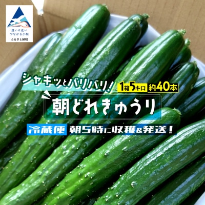 朝獲れ きゅうり 約5kg(約40本) 夏野菜キュウリ 小松市の胡瓜 