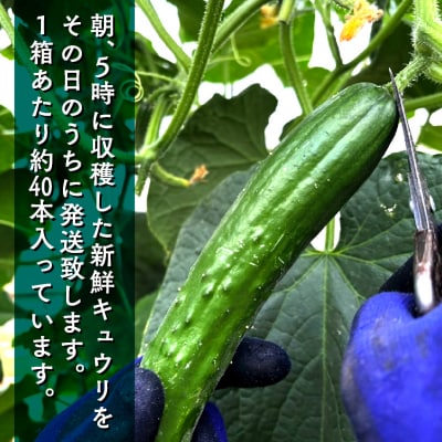朝獲れ きゅうり 約5kg(約40本) 夏野菜キュウリ 小松市の胡瓜 