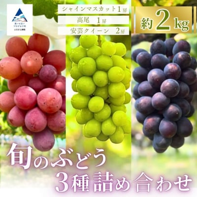 旬のぶどう3種詰め合わせ 2kg(シャインマスカット1房/高尾1房/安芸クイーン2房)
