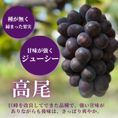 旬のぶどう3種詰め合わせ 2kg(シャインマスカット1房/高尾1房/安芸クイーン2房)