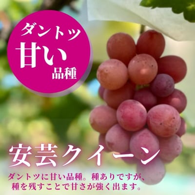 旬のぶどう3種詰め合わせ 2kg(シャインマスカット1房/高尾1房/安芸クイーン2房)