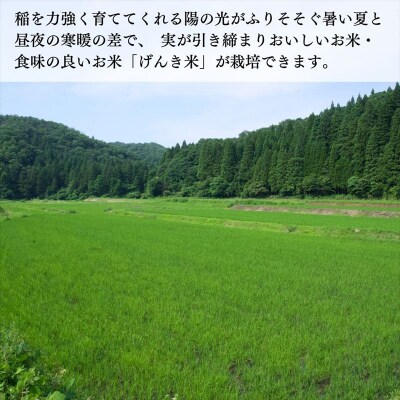げんき米 コシヒカリ 玄米 10kg お米 石川県産 小松市産【エコファーム北陸】