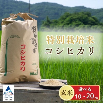 げんき米 コシヒカリ 玄米 20kg お米 石川県産 小松市産【エコファーム北陸】