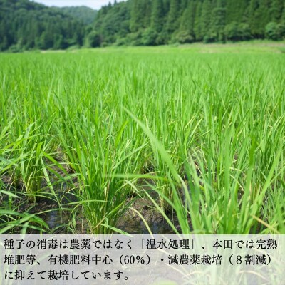 げんき米 コシヒカリ 玄米 20kg お米 石川県産 小松市産【エコファーム北陸】