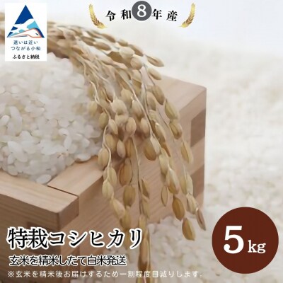 特栽コシヒカリ(玄米5kgを精米したて白米発送) 令和8年産 新米 こしひかり【のむら農産】
