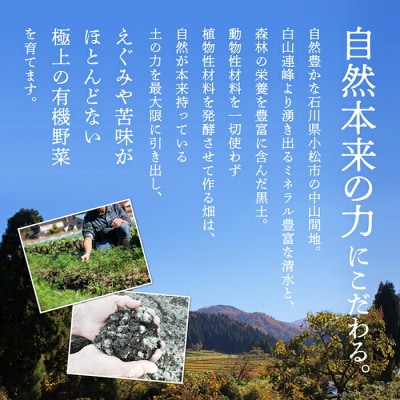 西田農園 季節の野菜詰合せ Bセット 野菜食べ比べ 旬の野菜セット