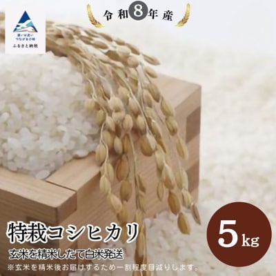 【先行予約】令和8年産 特栽コシヒカリ 玄米 5kg 精米したて発送 精米 白米 こしひかり