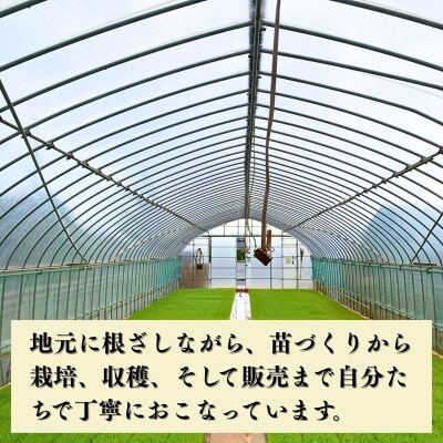 令和7年産 コシヒカリ 精米 5kg 石川県 小松市 こしひかり お米 白米【元田農産】