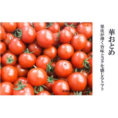 かがやきトマト 1箱(約30~36個) スイーツトマト 本田農園