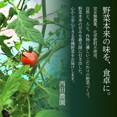 【先行予約】小松市産 ミニトマト 900g プチトマト 西田農園のトマト