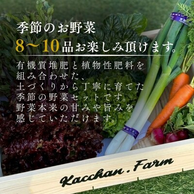 【定期便6ヶ月】季節の野菜詰め合わせ Bセット 野菜食べ比べ 旬の野菜 野菜セット 定期便