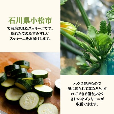 ズッキーニ 約1kg (5本前後) ずっきーに 小松市産