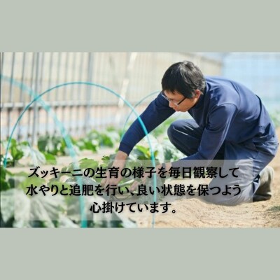 ズッキーニ 約2kg (10本前後) ずっきーに 小松市産
