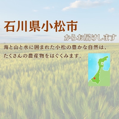 こまつむぎ茶 5袋 × (10g×36袋) お茶 麦茶 ノンカフェイン