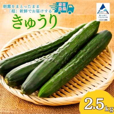 【先行予約】 きゅうり 2.5kg (25本以上) きゅうり 野菜