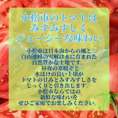 春トマト 約8kg(40玉～48玉) 小松産 野菜 春とまと