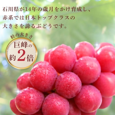 【2027年先行予約】 ルビーロマン ぶどう 葡萄 大粒 1房 500g 以上 石川県 小松市