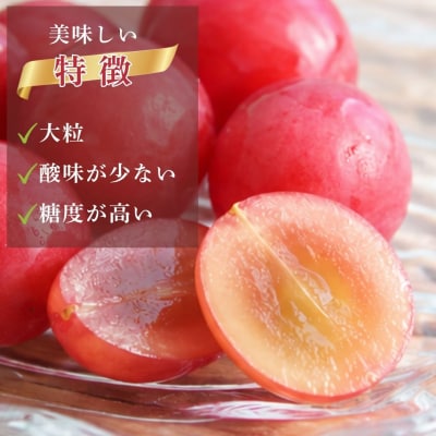 【2027年先行予約】 ルビーロマン ぶどう 葡萄 大粒 1房 500g 以上 石川県 小松市