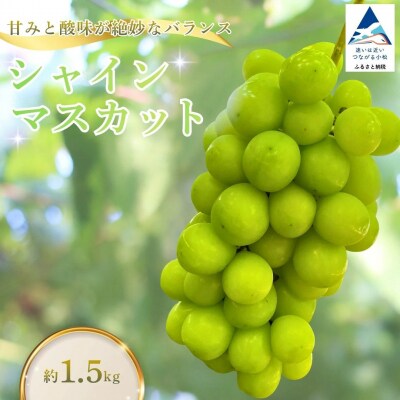 【令和9年産先行予約】 シャインマスカット 大粒 種なし 大粒 約1.5kg 石川県 小松市