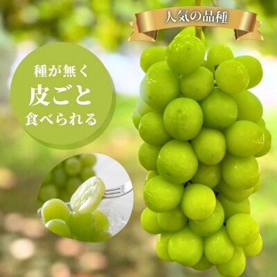【令和9年産先行予約】 シャインマスカット 大粒 種なし 大粒 約1.5kg 石川県 小松市