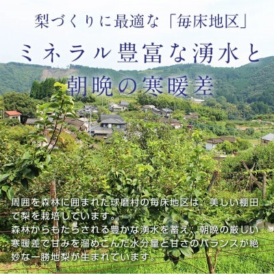 【先行受付】 マンゴー梨 (王秋梨)2.5kg  球磨村 【毎床すなお梨園】FKP9-652