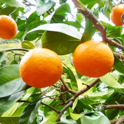 初夏のみかん なつみ5kg ※2026年4月中旬頃～4月下旬頃に順次発送予定【uot501-2】