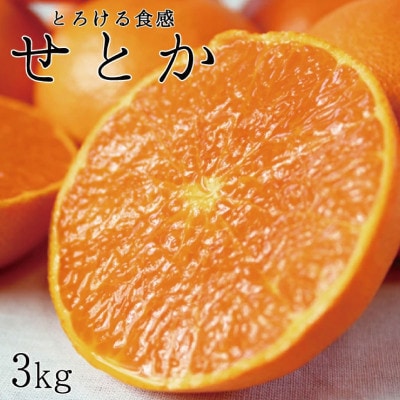 とろける食感!せとか 約3kg ※2026年2月下旬頃〜3月下旬頃順次発送【uot506A】