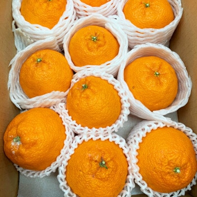 完熟紀州デコ(不知火) 約3kg 《2026年2月下旬頃〜3月中旬頃順次発送》【uot706A】