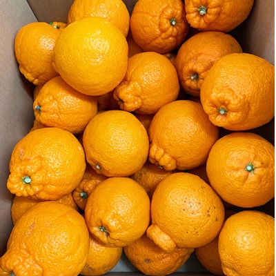 紀州有田産 不知火 約5kg 《2026年2月中旬頃〜3月中旬頃順次発送》【uot709A】