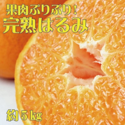 果肉ぷりぷり! 完熟はるみ 5kg 【uot732】