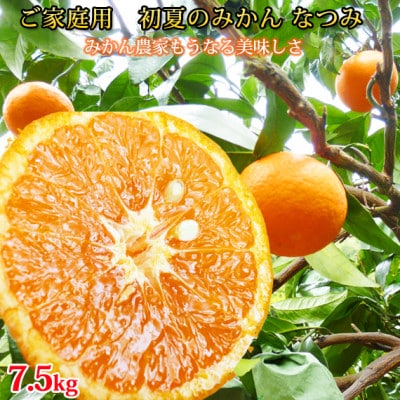【ご家庭用訳アリ】初夏のみかん なつみ 7.5kg【uot733A】