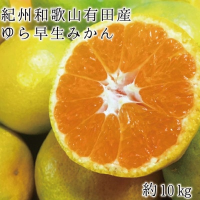 紀州和歌山有田産 ゆら早生みかん 10kg 【uot734】