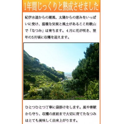 初夏のみかん なつみ 3kg【uot753A】