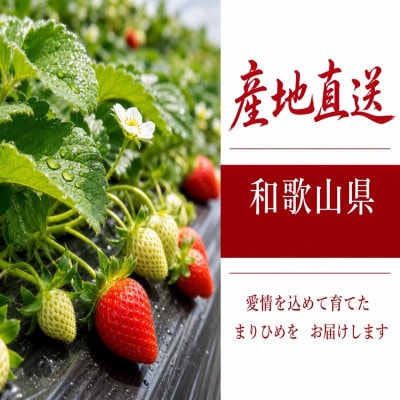 紀州和歌山 ブランドいちご「まりひめ」 約250g×4P【uot758B】