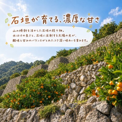 有田小粒みかん5kg(S～3Sサイズ混合) 2026年11月下旬～12月下旬順次発送【uot845】