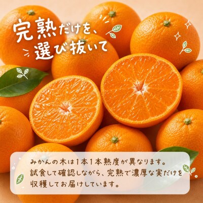 有田小粒みかん5kg(S～3Sサイズ混合) 2026年11月下旬～12月下旬順次発送【uot845】
