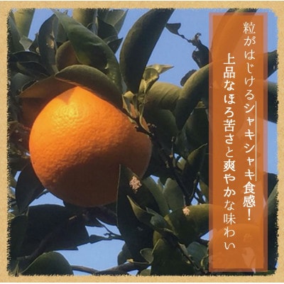 木成り完熟紅八朔8kg ※2026年2月末頃～2026年3月中旬頃に順次発送予定【uot795】