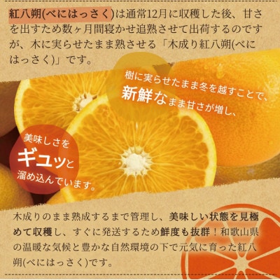 木成り完熟紅八朔8kg ※2026年2月末頃～2026年3月中旬頃に順次発送予定【uot795】