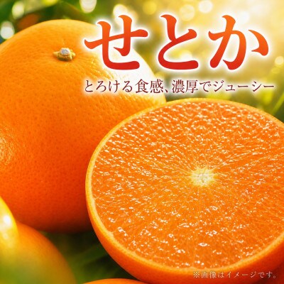 ジューシー柑橘 せとか 約2.5kg※2027年2月上旬〜2月下旬頃に順次発送予定【uot789A】