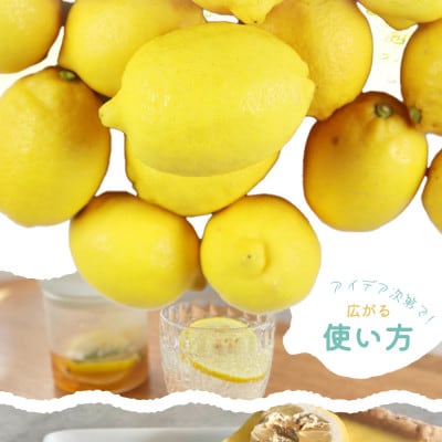 秀品　紀州有田産レモン2.5kg※2026年3月上旬頃〜3月中旬頃に順次発送予定【uot776】