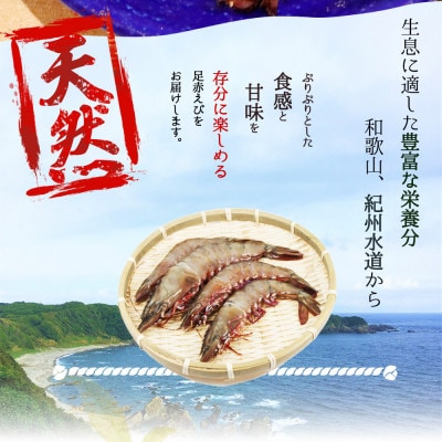 天然足赤えび540g 化粧箱入 ※2025年11月下旬頃～2026年1月下旬頃発送【uot772A】